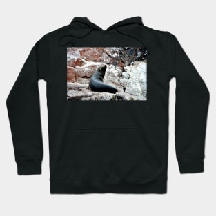 Pérou - Paracas - Les îles Ballestas Hoodie